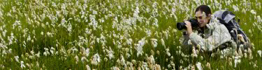 in the cottongrass